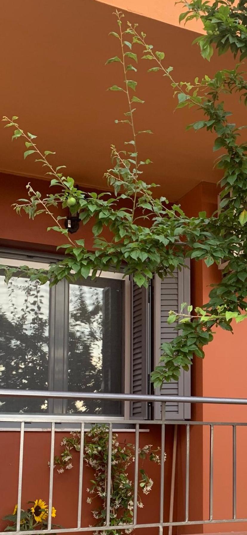 Lefkas Apartment Kalligoni エクステリア 写真